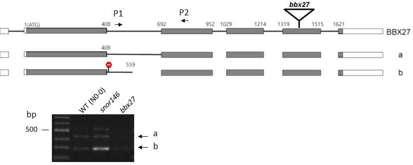 BBX27 transcript는 두 종류의 aberrant transcript를 생산하는데, intron-specfic primer(P1)를 사용하여 RT-PCR 수행 시, 위 그림에서 variant b form이 snor146 돌연변이 체에서 과량 축적된다. bbx27 돌연변이체내의 transposon 삽입 위치를 위 유전자 영역에 표시하였다.