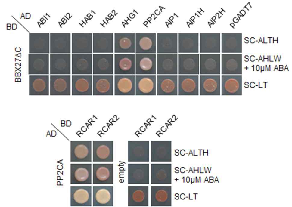 ABA의 유무에 따른 BBX27ΔC와 애기장대에 존재하는 7개의 A-type PP2C 단백질들과의 상호작용을 yeast two-hybrid analysis를 통해 확인하였다.