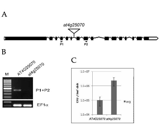 (A) Tranposon insertion mutant at4g25070은 유전자의 6번째 intron에 끼어들어가 있고, (B) at4g25070는 RT-PCR상에서 매우 약해진 signal을 나타내고 있다. (C) PstDC3000 접종 후 bacterial count시 약 30배의 병 감수성을 나타내었다.