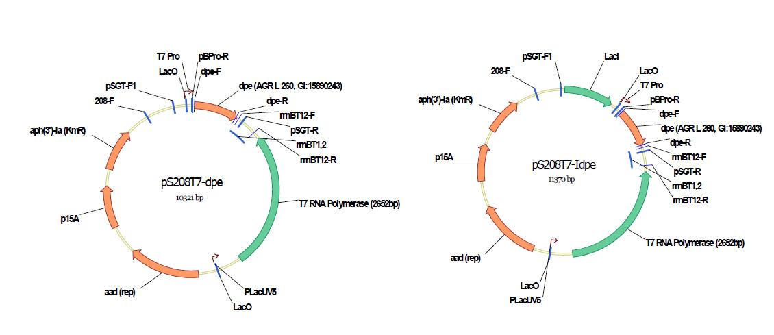 T7 Promoter system을 발현하는 대장균-코리네박테리움 셔틀벡터 pS208T7-DPE,pS208T7-IDPE의 유전자 지도