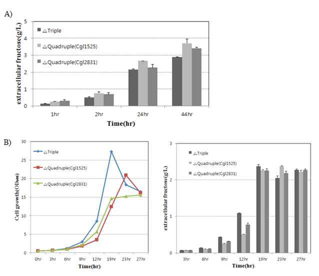 Sucrose 배지에서 putative fructose exporter 유전자를 결손 시킨 변이주의 과당 배출 기능 분석