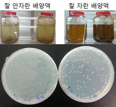 미세조류 PT 배양 상태에 따른 박테리아 개체 수