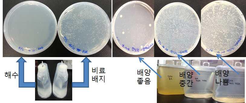 안인진 생산 단계별 박테리아 검사