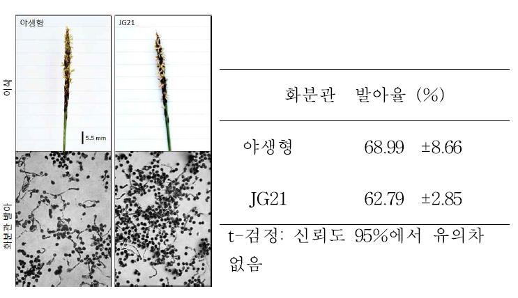 야생형, JG21 들잔디 화분의 발아율 비교. 두 들잔디 화분의 발아율은 유의차가 없음