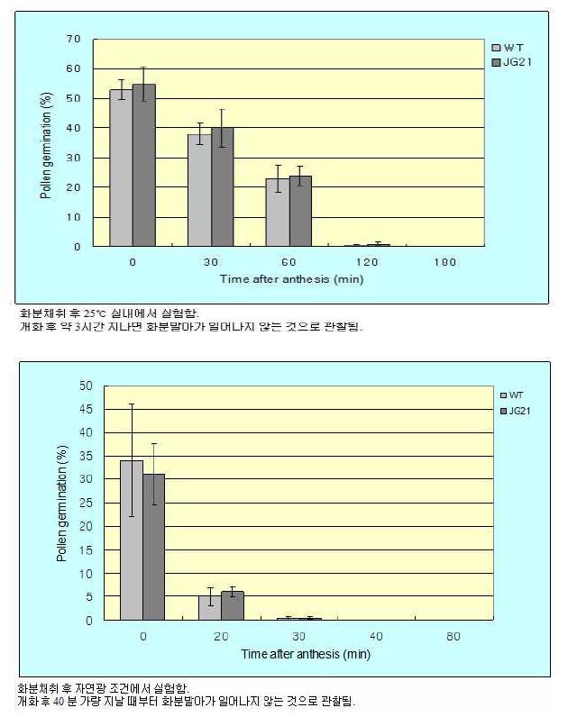 실온조건 (25℃) (위) 및 일광조건 (30℃) (아래)에서 들잔디 화분의 생존능력. 두들잔디의 화분은 실온에서 3시간 이내, 일광조건에서 1시간 이내 생존력을 상실함