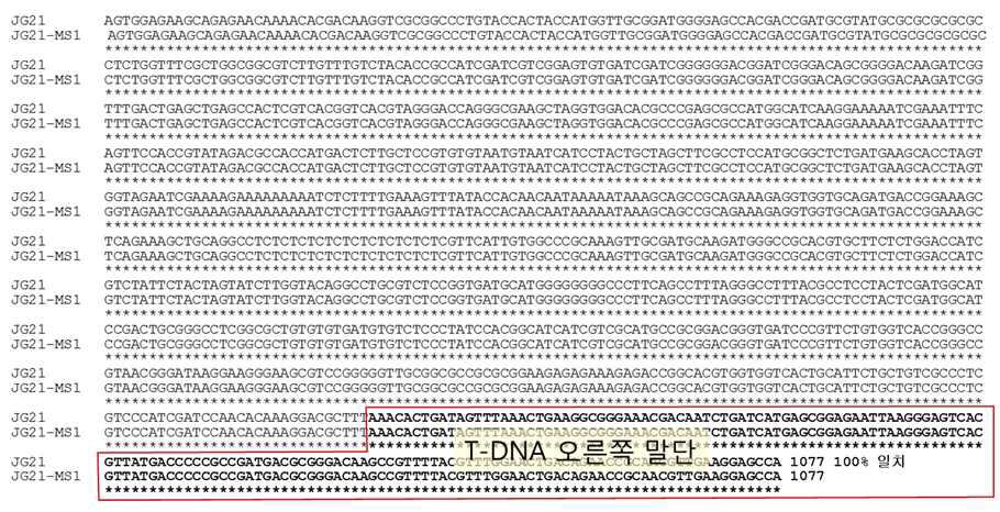 JG21과 JG21-MS1의 이벤트 동등성 확인. 도입 유전자의 오른쪽 연결부위 주변 1077 bp를 비교한 결과 100% 일치하였음