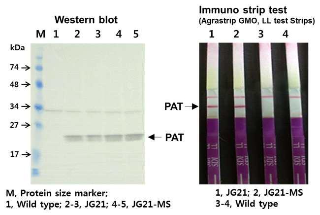 들잔디 잎에서 도입유전자 (bar)의 발현 단백질 (PAT) 검정. A, Western blot 분석. M, 단백질 분자량 마커; 1, WT; 2-3, JG21; 4-5. JG21-MS1. B, Immuno strip test (Agrastrip GMO, LL test strip). 1, JG21; 2, JG21-MS1; 3-4, WT.