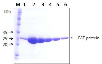 항체 생산을 위한 PAT단백질의 정제. M, 단백질 분자량 마커. 1-6, purified PAT protein fraction from E. coli.