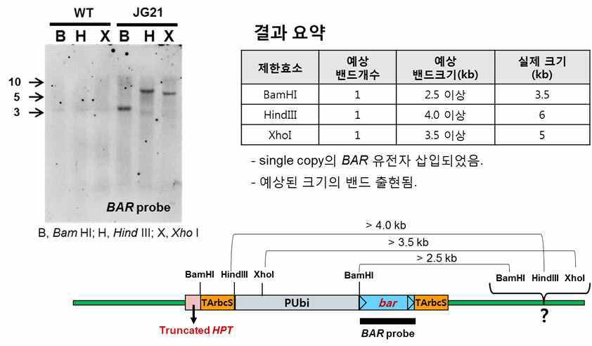 제초제저항성 들잔디 JG21의 bar 유전자의 복제수 확인