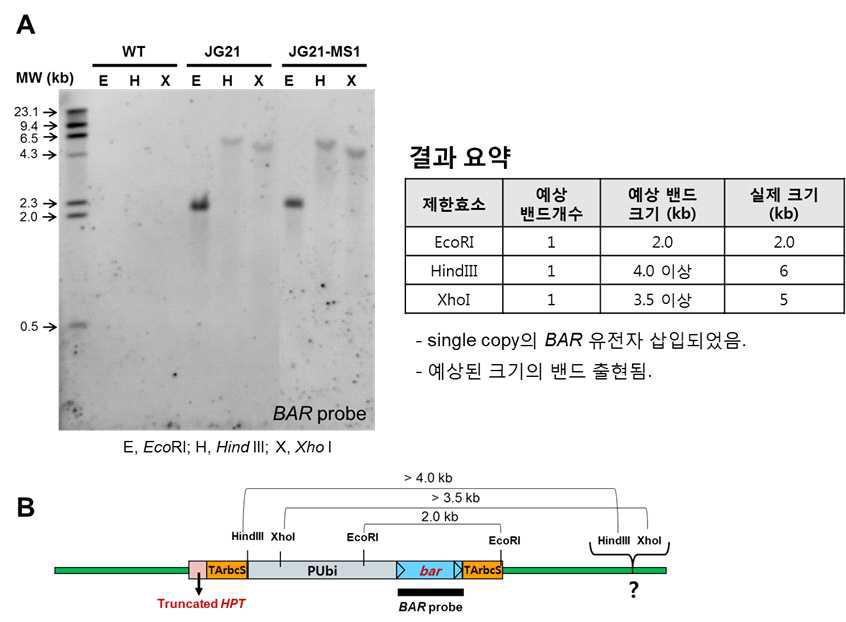 JG21과 JG21-MS1에서 bar 유전자의 확인. A, bar DNA 탐침(probe)에 의한 genomic DNA blot 결과. B, 제한효소 절단 위치와 bar DNA 탐침의 위치를 보여 주는 유전자 지도. 두 계통이 동일한 이벤트이고, 도입유전자의 안정성에 문제가 없음을 보여주고 있음.