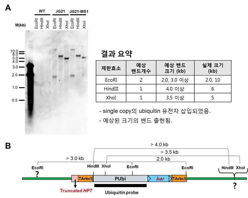 JG21과 JG21-MS1에서 ubiquitin promoter의 확인. A, ubiquitin promoter DNA 탐침(probe)에 의한 genomic DNA blot 결과. B, 제한효소 절단 위치와 ubiquitin promoter DNA 탐침의 위치를 보여 주는 유전자 지도. 두 계통이 동일한 이벤트이고, 도입유전자의 안정 성에 문제가 없음을 보여주고 있음.