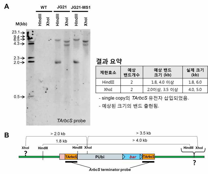 JG21과 JG21-MS1에서 ArbcS terminator의 확인. A, ArbcS terminator DNA 탐침(probe)에 의한 genomic DNA blot 결과. B, 제한효소 절단 위치와 TArbcS DNA 탐침의 위치를 보여 주는 유전자 지도. 두 계통이 동일한 이벤트이고, 도입유전자의 안정성에 문제가 없음을 보여주고 있음