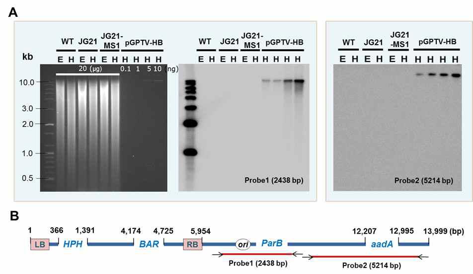 JG21-MS1 내 T-DNA backbone DNA의 비의도적 도입 유무 확인. A,genomic DNA blot 분석 결과. B, Probe의 위치를 보여주는 유전자 지도. backbone의 DNA가 JG21-MS1 들잔디 계통 내에 포함되어 있지 않음을 보여줌.