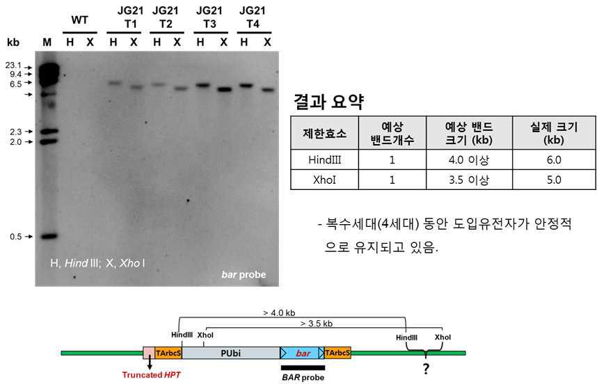 JG21 내 도입유전자(bar)의 유전적 안정성 분석. genomic DNA blot 분석에서 4 세대 동안 bar 유전자가 안정적으로 유전되고 있음이 확인됨