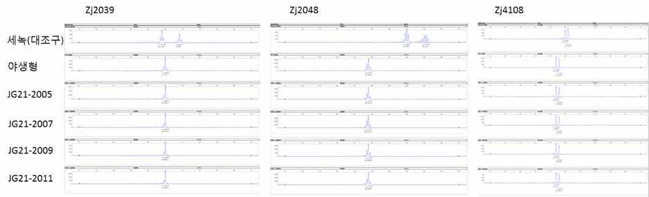 다형성 microsatellite 분자마커를 이용한 유전체 안정성 분석. 3개의 독립된 마커, Zj2039, Zj2048, Zj4108에서 이식(transplanting) 연도가 각각 다른 JG21-2005, JG21-2007, JG21-2009, JG21-2011과 JG21의 야생형의 다형성 패턴이 동일하게 나타났음. 대조구로 사용된 세녹(들잔디 품종)의 다형성 패턴은 확연히 구별되었음