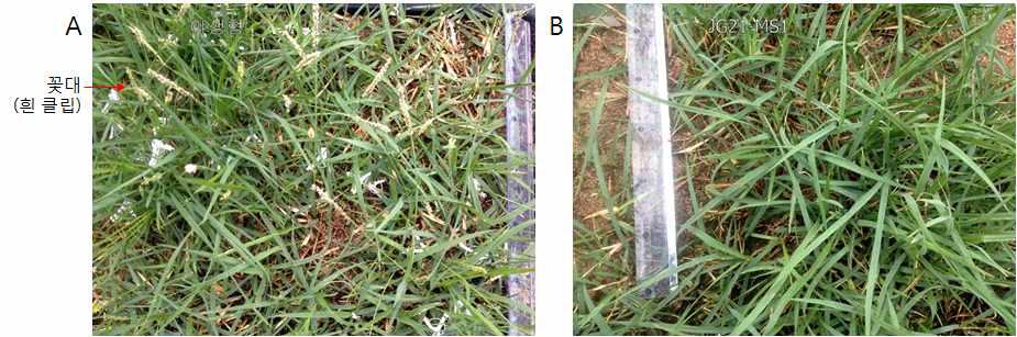 야생형 들잔디와 JG21-MS1의 형태적 특성 비교. A, 야생형 들잔디, B, JG21-MS1 들잔디 두 잔디의 외형적 차이를 볼 수 없었으나 개화시기에 JG21-MS1은 꽃대를 관찰 할 수 없었음