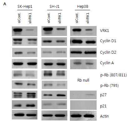 VRK1에 의한 세포주기 관련 단백질 발현 변화