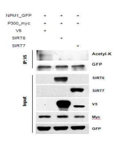 SIRT6와 SIRT7에 의한 target 단백질의 acetylation level 변화
