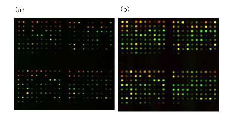 상용화된 microarray (a)에 비해 덴드론 표면 기반 기술을 이용한 microarray (b) 실험은 수십배의 고감도 검출 능력을 표출