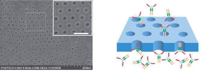 (a) Nanoporous diblock polymer membrane (b) hGh-Fc의 controlled release에 대한 모식도