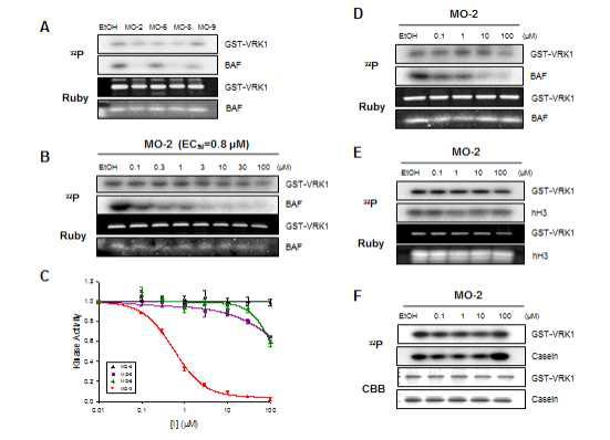 후박추출물 MO2에 의한 VRK1과 BAF의 인산화 억제 규명 및 VRK kinase 활성 저해