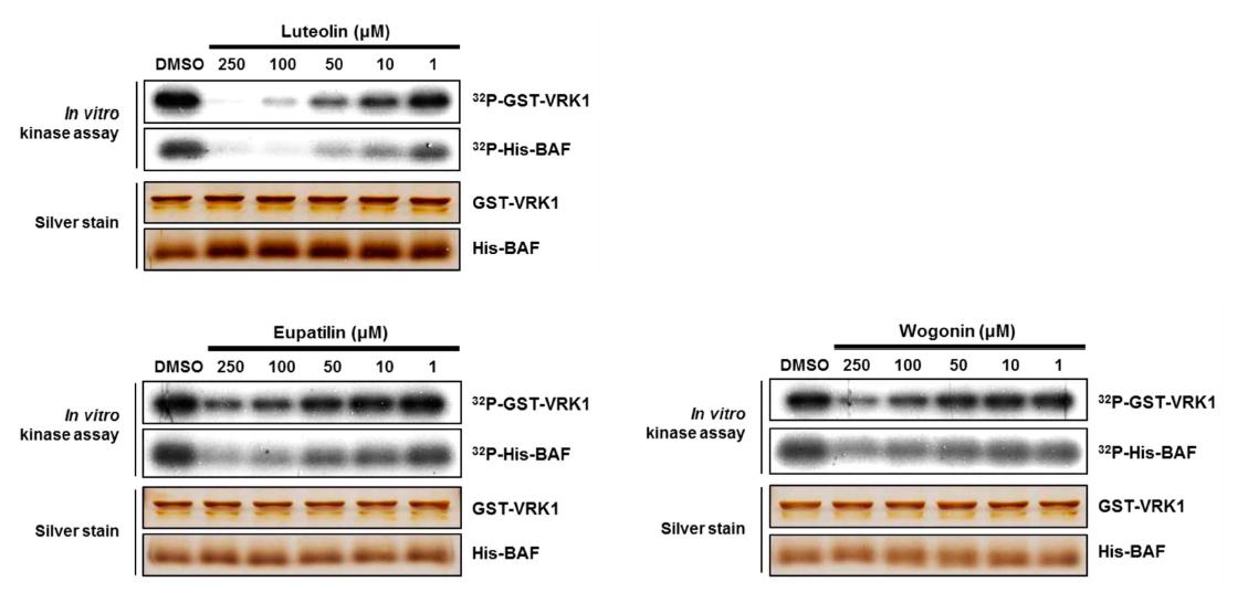 in vitro kinase assay를 통한 플라보노이드 계열의 VRK1 억제제 탐색