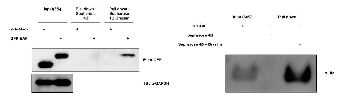 Brazilin과 BAF 단백질의 pull down assay 실험