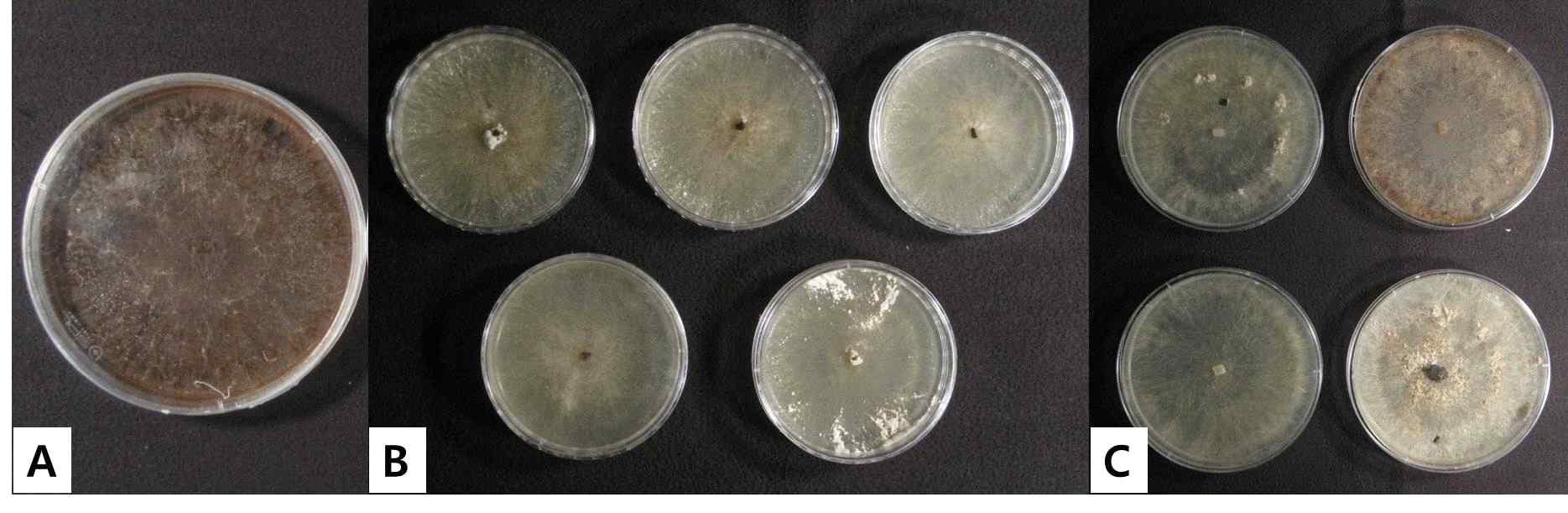 2013년 일미벼와 GM벼(Agb0103) 품종에서 분리된 잎집무늬마름병균 (A: 가뭄저항성벼 분리균주, B: 일미벼 분리균주, C: 일품벼 분리균주)