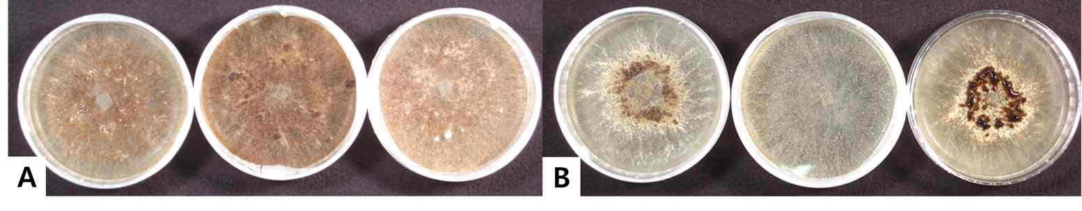 2014년 일미벼와 GM벼(Agb0103) 품종에서 분리된 잎집무늬마름병균 (A: 가뭄 저항성벼 분리균주, B: 일미벼 분리균주)