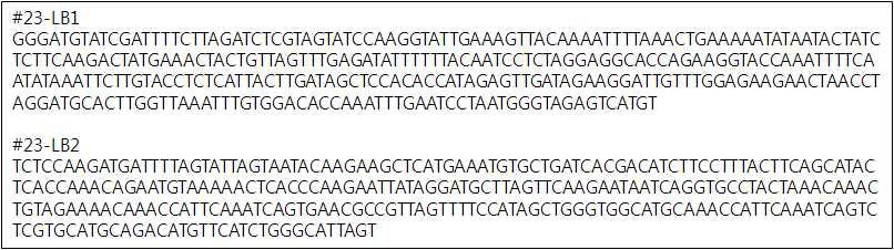 가뭄저항성벼 Agb0103(T6)의 식물체 내의 삽입유전자 인접 염기서열. #23-LB1: 도입유전자의 첫 번째 LB 쪽이 삽입된 게놈 내의 염기서열을 나타냄, #23-LB2: 도입유전자의 두 번째 LB 쪽이 삽입된 게놈 내의 염기서열을 나타냄.