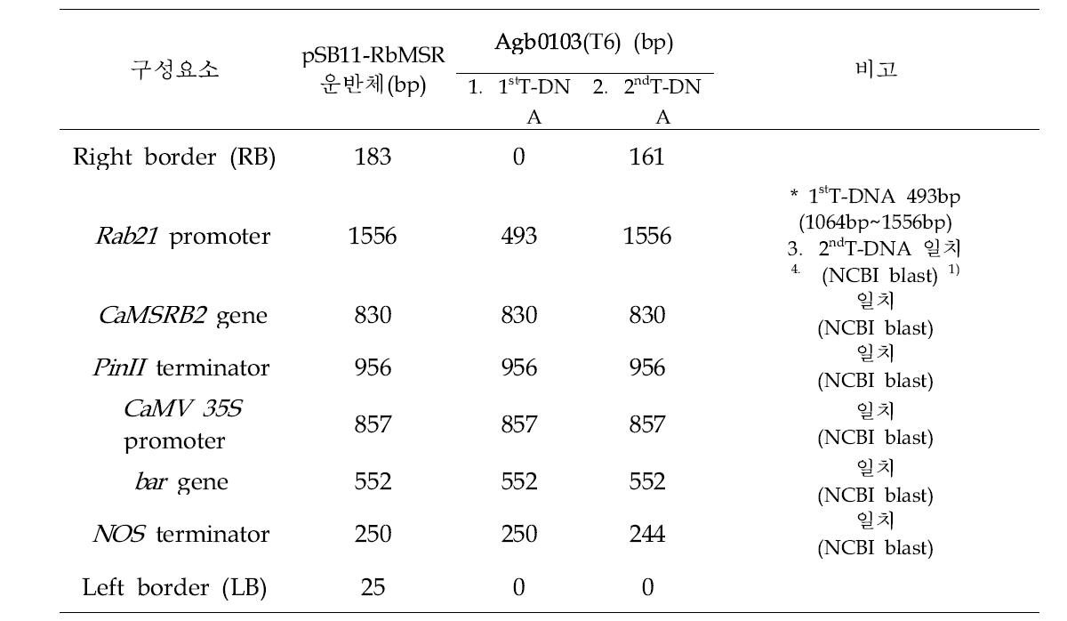 pSB11-RbMSR 운반체 및 가뭄저항성 Agb0103 내 도입유전자의 염기서열 비교.