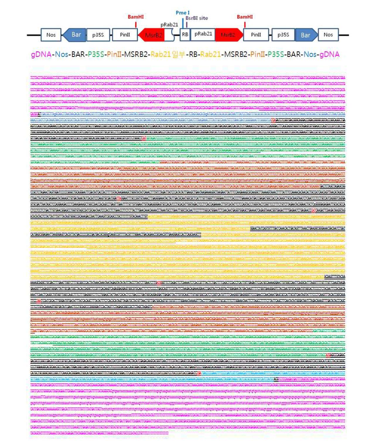 가뭄저항성벼 Agb0103 내 도입 유전자들의 전체 염기서열 분석