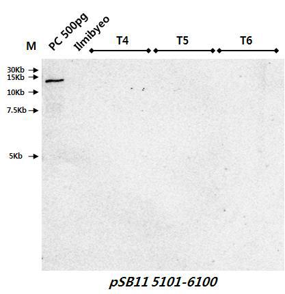 가뭄저항성벼 Agb0103의 계통별 Backbone DNA(pSB11)의 염기서열 5,101 부터 6,100까지의 southern분석 결과