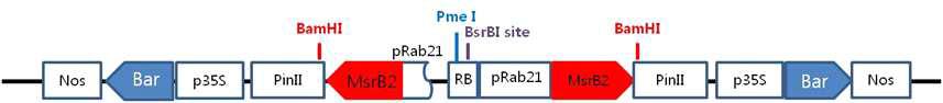가뭄저항성벼 Agb0103 형질전환 운반체, pMJ-RbMSR 벡터.
