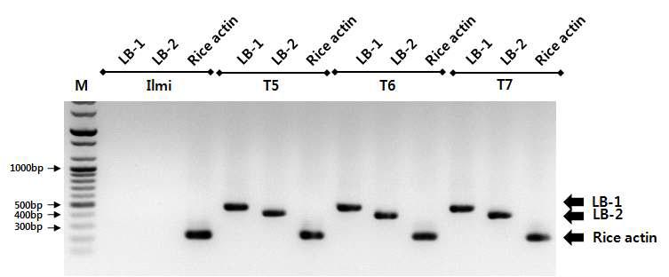 가뭄저항성벼 Agb0103의 세대별 RT-PCR 분석.