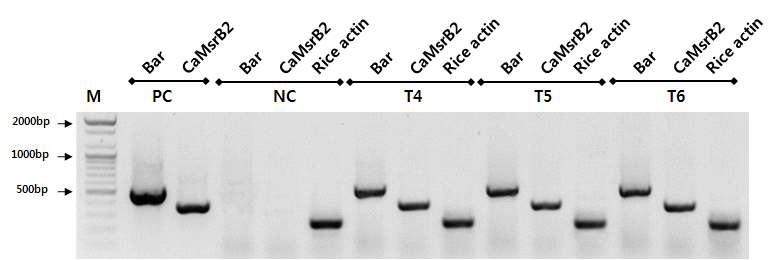 가뭄저항성벼 Agb0103의 세대별 RT-PCR 분석.
