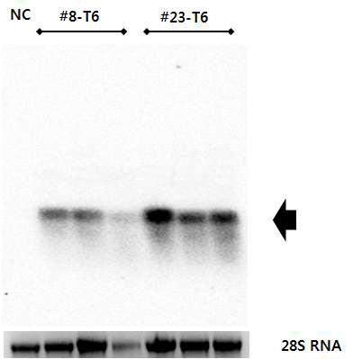 가뭄저항성벼 Agb0103의 Bar 유전자 Northern blot 분석.