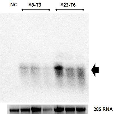 가뭄저항성벼 Agb0103의 CaMsrB2 유전자 Northern blot 분석.