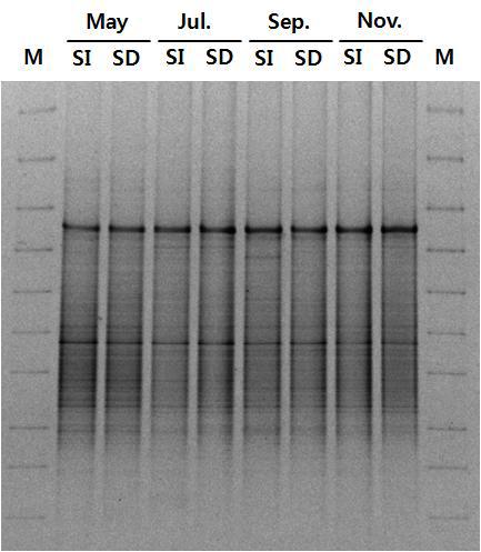 수원 GMO 격리포장에서 가뭄저항성벼 Agb0103와 일미벼 재배토양의 생육시기별 16S rDNA DGGE 비교.