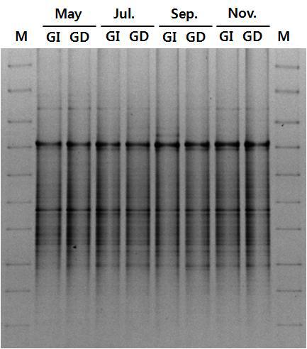 군위 GMO 격리포장에서 가뭄저항성벼 Agb0103와 일미벼 재배토양의 생육시기별 16S rDNA DGGE 비교.