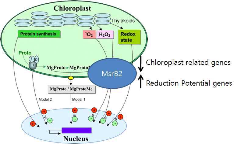 MsrB2 단백질의 세포 내 산화스트레스 억제 작용 기작.