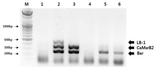 가뭄저항성벼 Agb0103에 대한 특이 프라이머 Multi-PCR 검출 분석.
