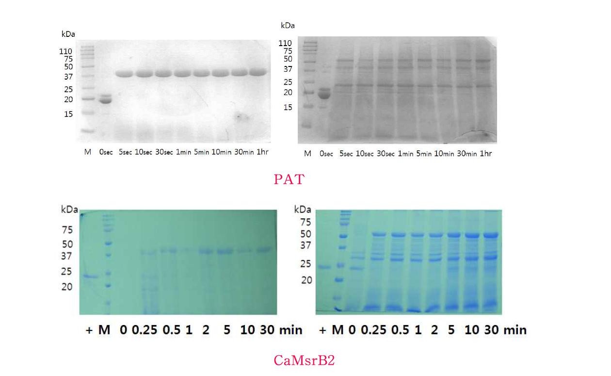 CaMsrB2와 PAT 단백질의 인공소화액 분해도 검정