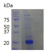 급성독성 시험에 투여된 CaMsrB2 단백질 전기영동 양상