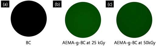 BC와 AEMA-g-BC의 Fluorescamine staining