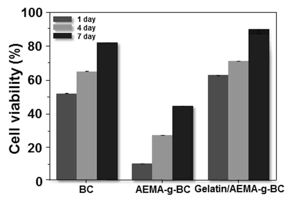 Gelatin/AEMA-g-BC 지지체의 세포 생존율 평가도