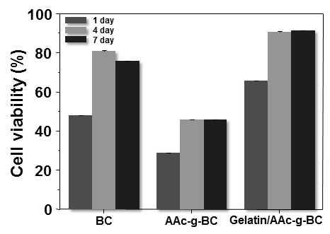 Gelatin/AAc-g-BC 지지체의 세포 생존율 평가도