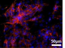 Geatin/AEMA-g-BC위에 증식된 NIH 3T3 세포의 형광염색을 통한 세포의 증식 및 흡착 이미지 (배율: 400×)