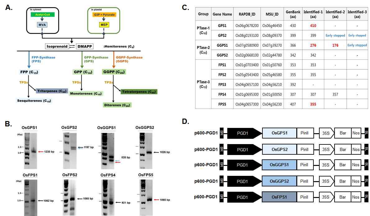 터페노이드 중합 효소(prenyl transferase, PTase) 경로(A), 벼 data base로부터 총 9종의 PTase 동정(B)하여 염기서열 정보를 수정하고, 2주 seedling 잎에서 RT-PCR을 통해 그 중 8종의 전사 체를 확인하여(C) 벼 과발현용 벡터를 제작함(D).