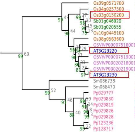 TF13의 phylogenic tree analysis